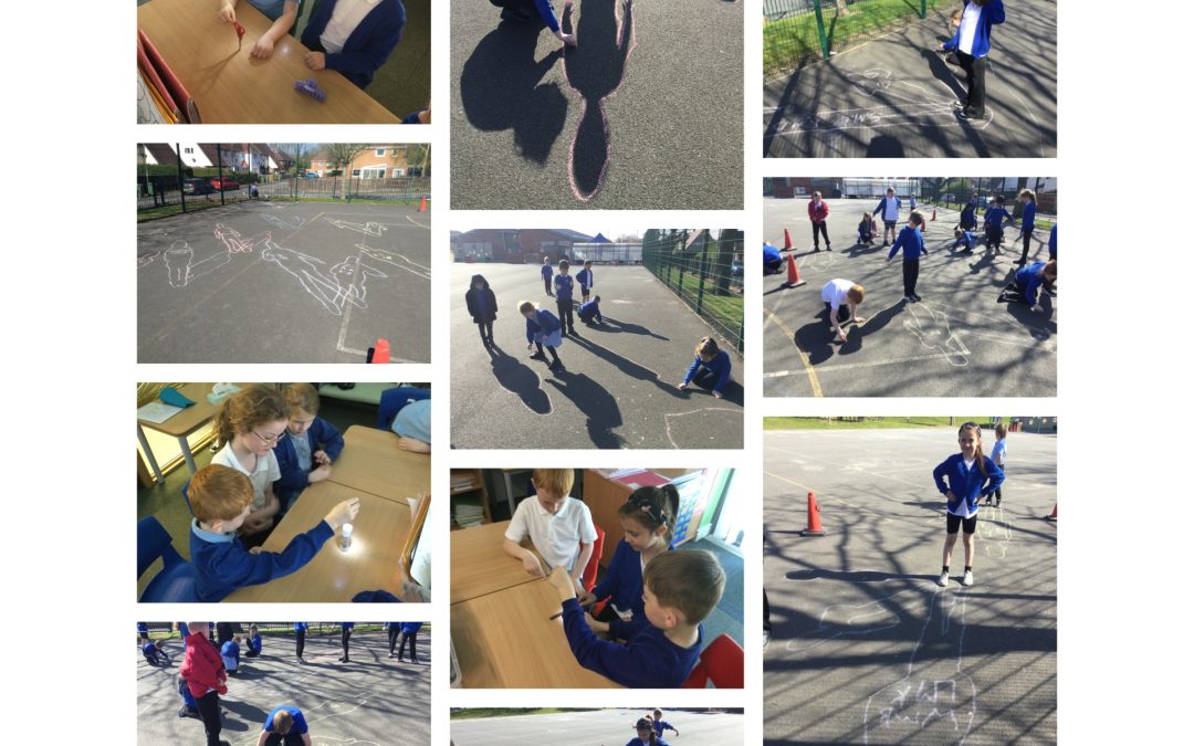 Investigating the size and shape of shadows.