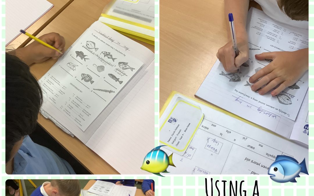Using a classification key