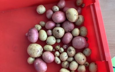 Grow Your Own Potatoes!